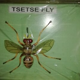 Fly (Tsetse)