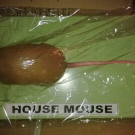 Mouse (House)