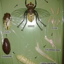 Life Cycle of House Fly
