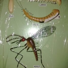 Life Cycle of Sand Fly