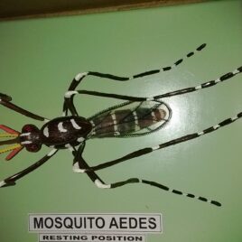 Aedes Mosquito