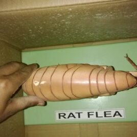 Rat Flea