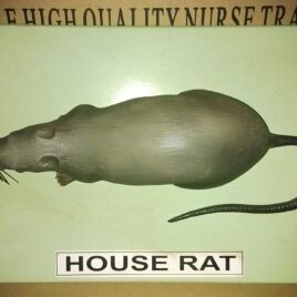 House Rat