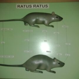Ratus