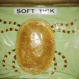 Tick (Soft)